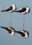 Black Winged Stilts - John Emmett.jpg