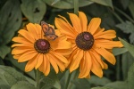 Colour Co-ordinated Butterfly - John Cavana.jpg
