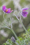 Hairy Alpine - John Cavana.jpg
