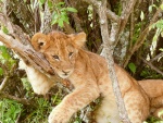 Lion cub - Randall Miles.jpg