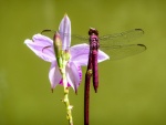 Pretty in pink - Colin Lamb.jpg
