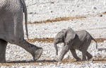 Wait for me Mum - Gail Girvan.jpg