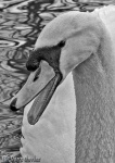 Swan song 