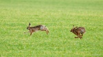 Speed - Hare - Cliff May 2.jpg