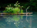 Speed - Kingfisher - Cliff May 1.jpg