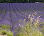 Cotswold lavender fields.