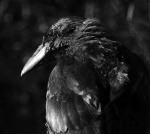 A curious raven