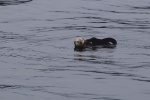 Sea Otter Surfacing. Alaska.