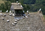 Paul B Stone Dovecote.jpg