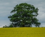 RichardB Oak tree.jpg