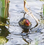 JanetB Water 2.jpg