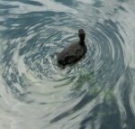 Martyn Bibury_water1.jpg
