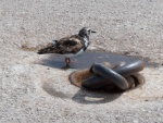 Roy Bird in water.jpg