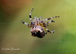 There came a big spider