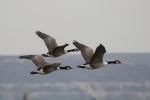 Canada Geese - Colin Lamb.jpg