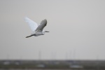 Little Egret in flight - Colin Lamb.jpg