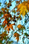 B Difford - Autumn Leaves.jpg