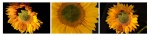 B Difford - Sunflowers.jpg