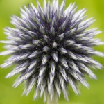 Colin Lamb - Natural Explosion.jpg