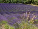 Cotswold Laveder Fields Paul Brewerton.jpg