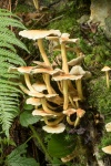 J Muller - Woodland Fungi.jpg