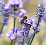 M Tyrrell - Bee on Lavender.jpg