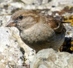 M Wild - Bird Dance.jpg