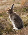 Mountain Hare - RichardB.jpg
