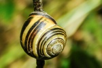 N Smith - At a Snail's Pace.jpg