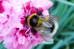 N Smith - Busy Bee.jpg