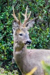 N Smith - The Lost Deer.jpg