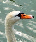 P Wilesmith - Mute Swan Cob.jpg