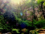 P Wilesmith - Sunny Glade.jpg
