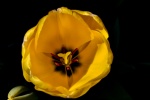 S Fowler - Spring Tulip.jpg