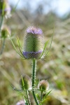S Fowler - Summer Teasle.jpg