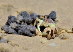 J Hayden - Crab on the Beach.jpg