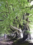JanetB- Beech Trees.jpg
