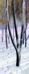 Martyn Anglesey_trees_2.jpg