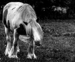 Wendy1-Pony with forelegs_4 legs