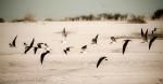 Beautiful Skimmers