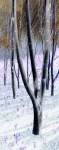 Anglesey_trees_2.jpg