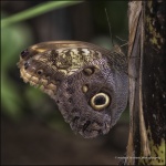 Butterfly House Blenheim Palace