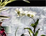 Orchids