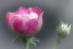 Rose and Bud 8204 R.jpg