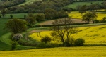 Field_01_martyn.jpg