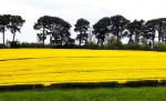 Fields AndreasK 1.jpg