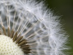Nature's pincushion - Colin Lamb.jpg