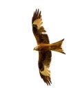 Stewart Red Kite