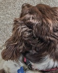 Wendy3-Sophie's Dog-001.jpg