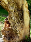 Paul B Natures gift to a woodp